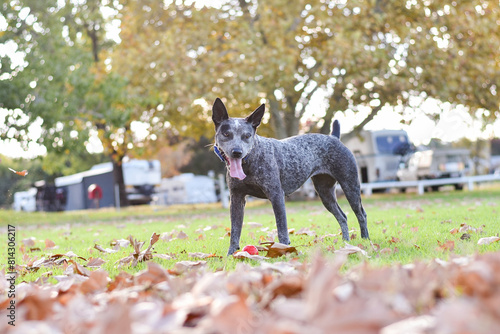 Australian Cattle Dog playing in Autumn leaves photo