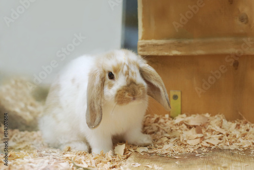 Cute holland lop rabbit