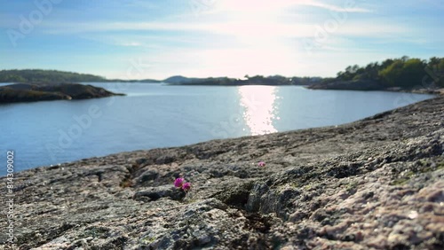 Peaceful scene from the southern coast of Norway with a 4K looping video. Simple rock flower in the foreground with a calm coastal scene in the background. photo