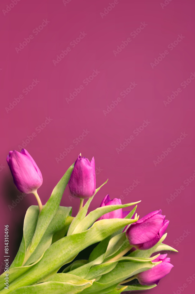 Fresh flower composition, bouquet of bi color tulips Fresh flower composition, bouquet of bi color tulips
