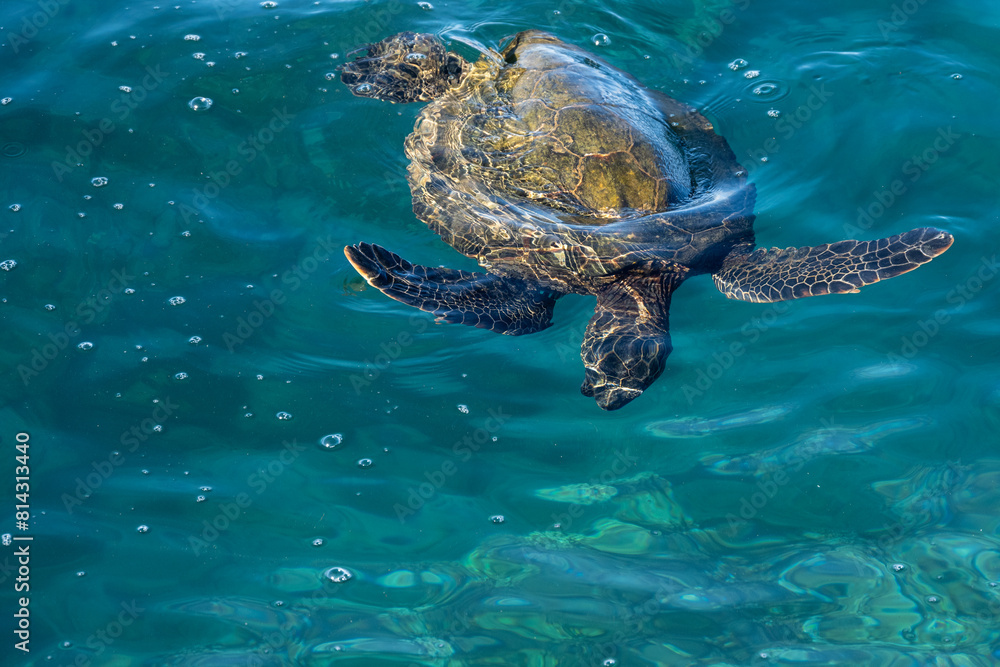 Obraz premium Green sea turtle searching for food in the blue waters of the pacific ocean around underwater lava rocks, Kamaole Beach Park II, Maui, Hawaii 