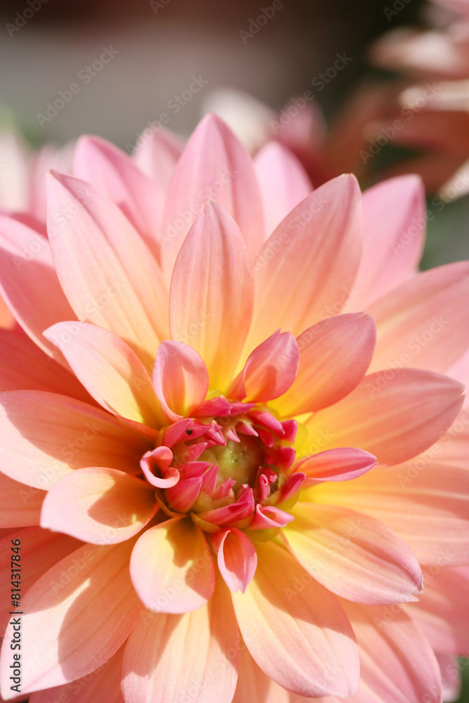 close up of pink dahlia close up of pink dahlia