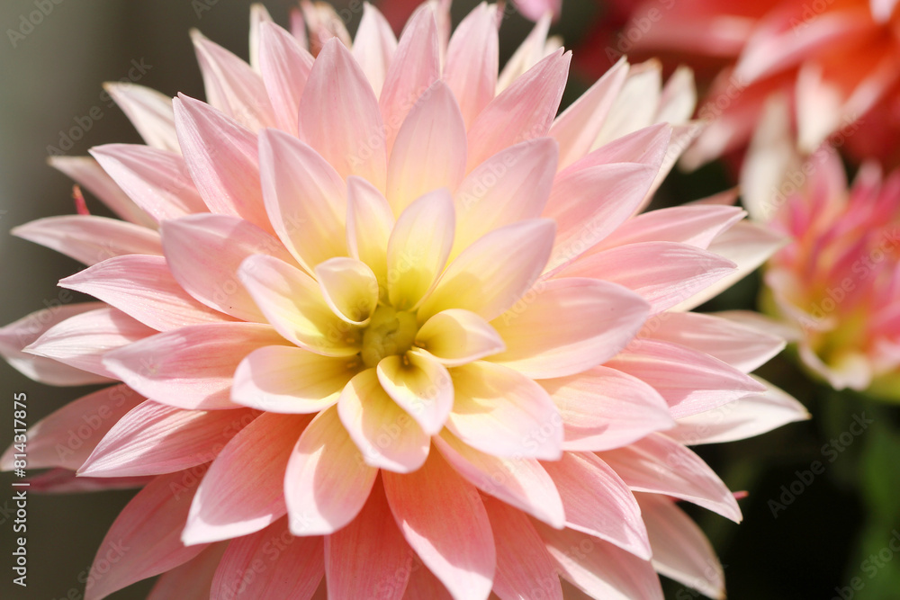 close up of pink dahlia close up of pink dahlia