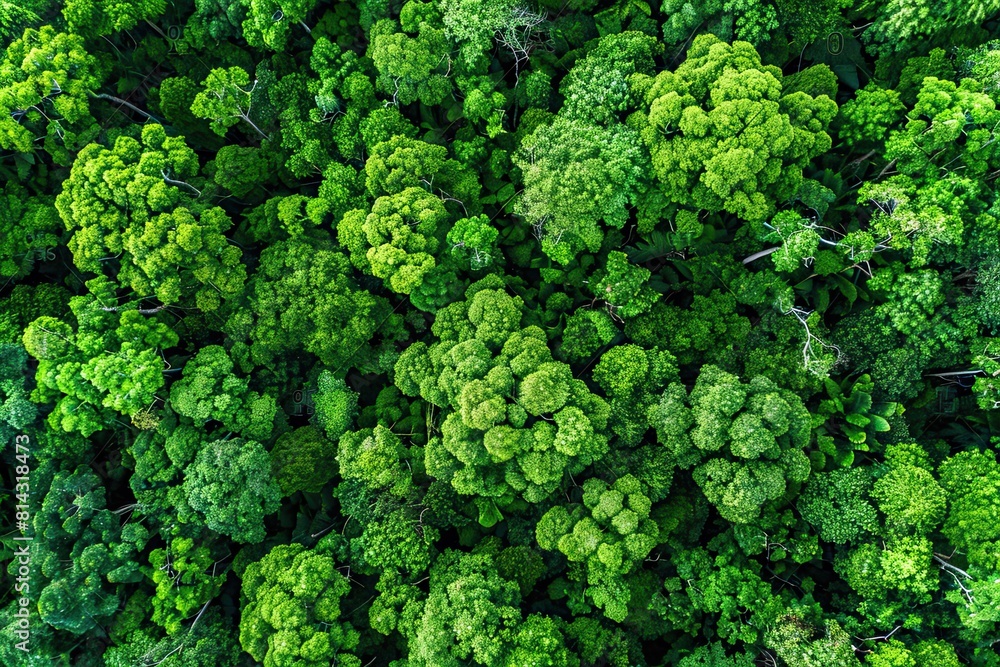 Aerial top view forest tree Rainforest ecosystem and healthy environment concept and background Texture of green tree forest view from above.