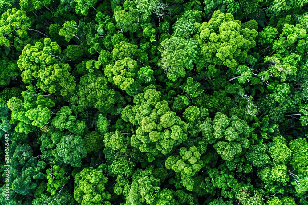 Aerial top view forest tree Rainforest ecosystem and healthy environment concept and background Texture of green tree forest view from above. Aerial top view forest tree Rainforest ecosystem and healthy environment concept and background Texture of green tree forest view from above.