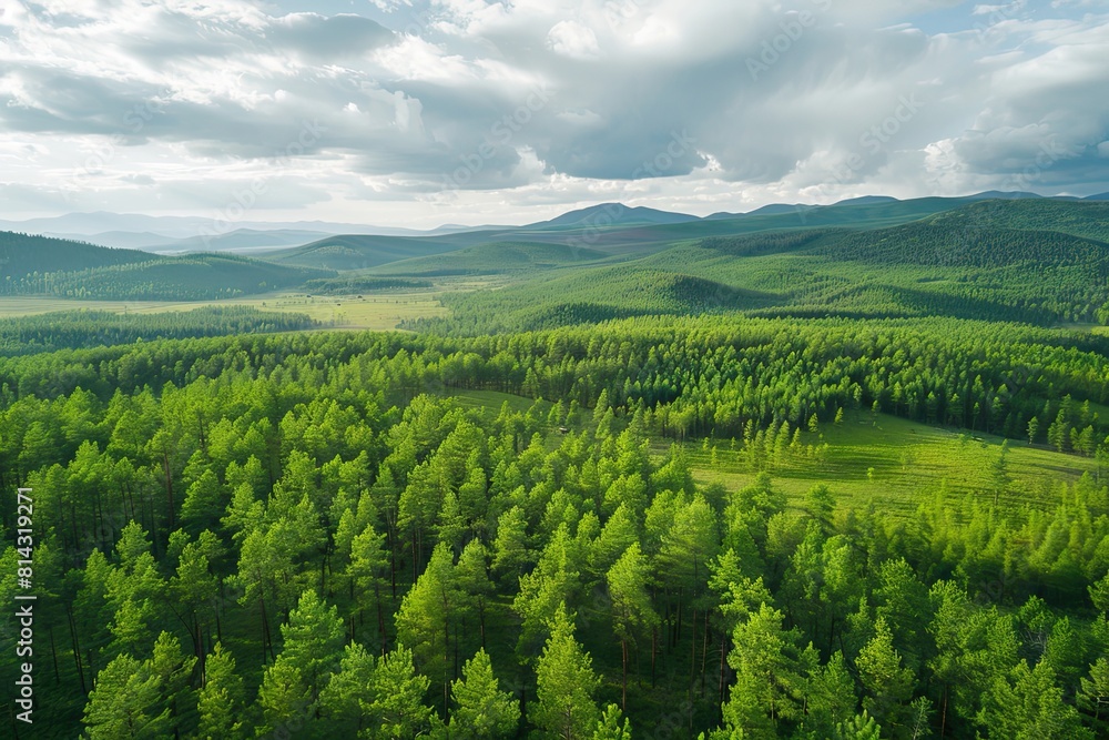 Fototapeta premium Aerial top view green forest and green trees in rural Altai Drone