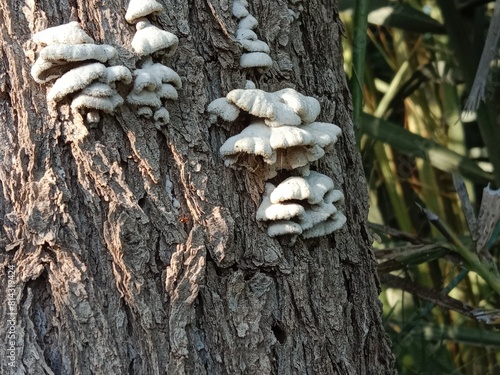 schizophyllum commune fungus on the plant bark or stem۔split-gill mushroom pattern background  photo