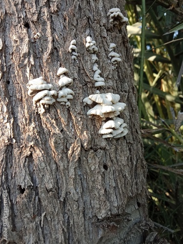 schizophyllum commune fungus on the plant bark or stem۔split-gill mushroom pattern background  photo