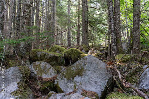 hiking trail in the forest with tall coniferous trees