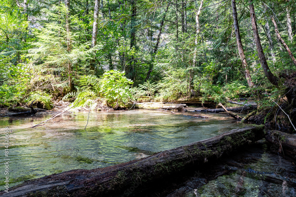 Stream going through the forest Chilliwack lake Park tree trunk