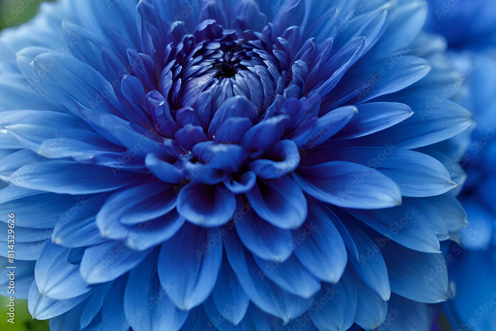 flower dahlia blue. Floral background closeup flower dahlia blue. Floral background closeup