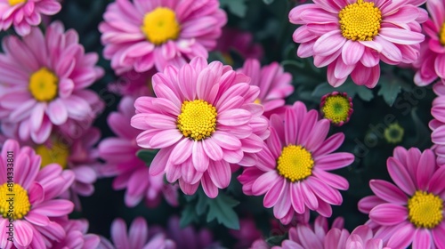 Close up bouquet of flowers chrysanthemum color purple