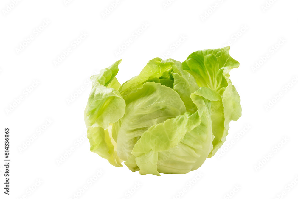 Fresh raw green butterhead lettuce leaf on white background, Vegetable from Organic farm ingredient for cooking healthy or vegetarian food salad in spring and summer season Fresh raw green butterhead lettuce leaf on white background, Vegetable from Organic farm ingredient for cooking healthy or vegetarian food salad in spring and summer season