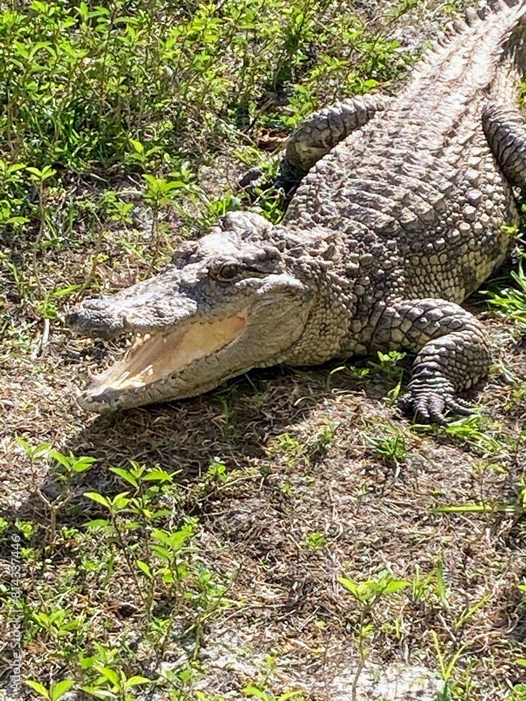 Fototapeta premium Alligator creeping 
