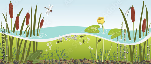 vector drawing river water, plants and frog, lesser bulrush, rough horsetail , yellow waterlily and dragonflies, underwater life, hand drawn illustration