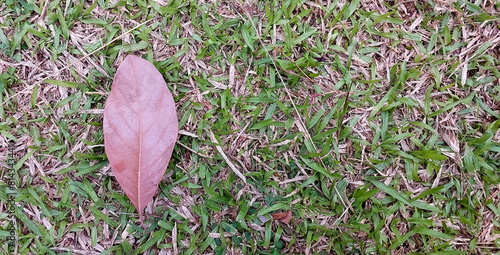 One leaf on the grass background