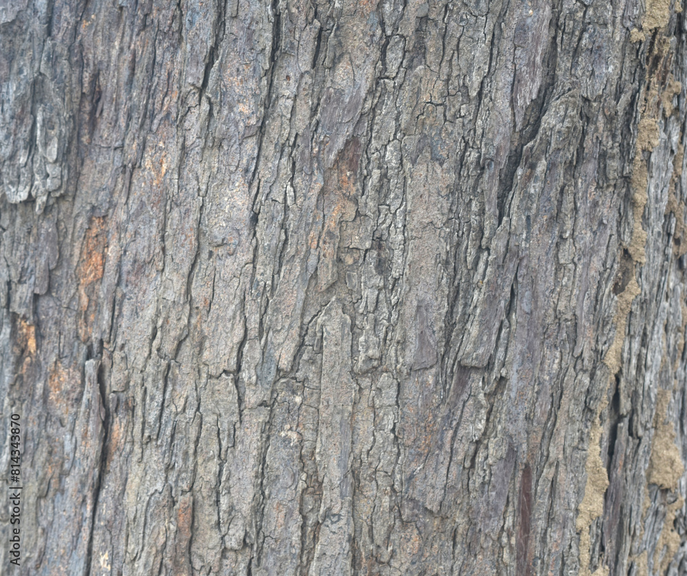 Old tree texture. Bark pattern, For background wood work, Bark of brown hardwood, thick bark hardwood, residential house wood. nature, tree, bark, hardwood, trunk, tree , tree trunk close up texture Old tree texture. Bark pattern, For background wood work, Bark of brown hardwood, thick bark hardwood, residential house wood. nature, tree, bark, hardwood, trunk, tree , tree trunk close up texture