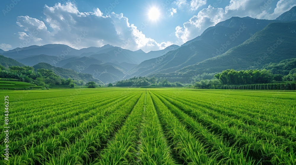 Rows of vibrant green rice seedlings against a backdrop of mountains Rows of vibrant green rice seedlings against a backdrop of mountains