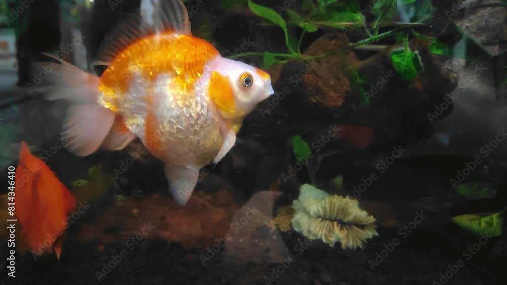 Cute goldfish chef in the aquarium Cute goldfish chef in the aquarium