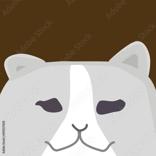 Scary Split Fluffy Light Grey Cat with Pure White Highlights. Cat with Pure White Highlights Scary Split Fluffy Light Grey
