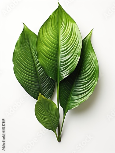 green leaf isolated on white background