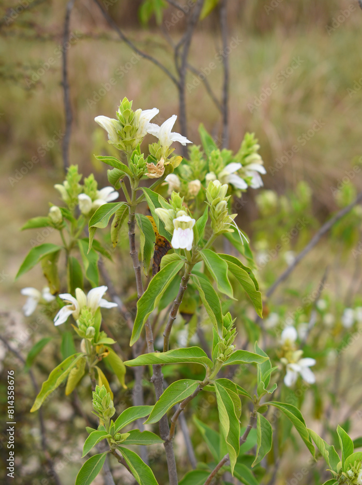 Fototapeta premium A green Plant of Justicia adhatoda vasica or malabar nut plant in selective focus and background blur, the white Justicia adhatoda blossom in spring, Chakwal, Punjab, Pakistan