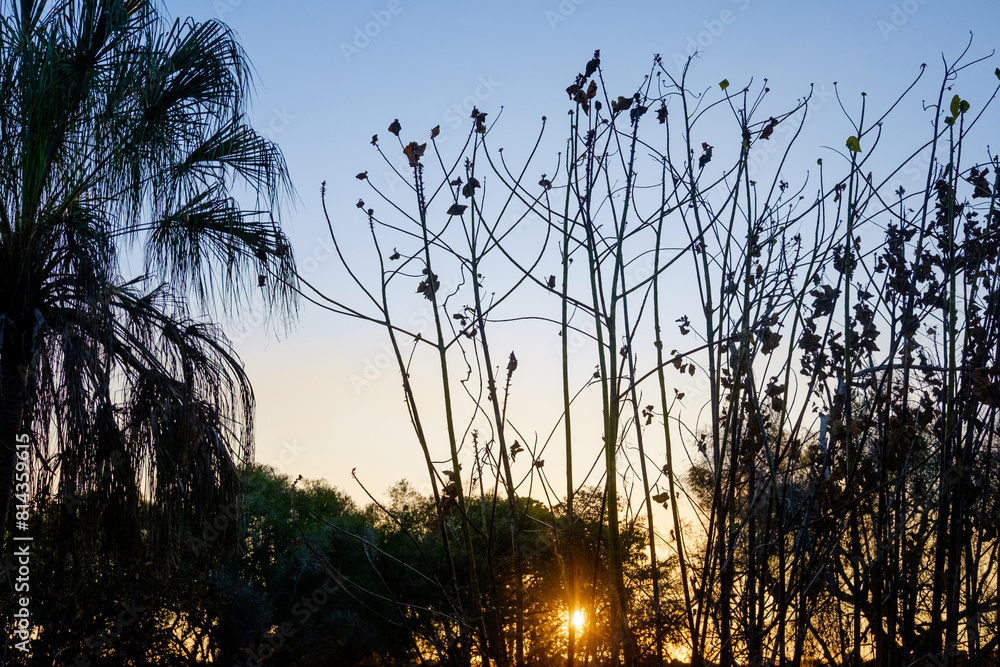 Fototapeta premium sun setting behing vegetation, near bundaberg, queensland