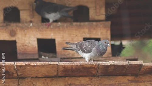 Footage of pigeon eating and relax on their home in rainning day, animal and pet concept