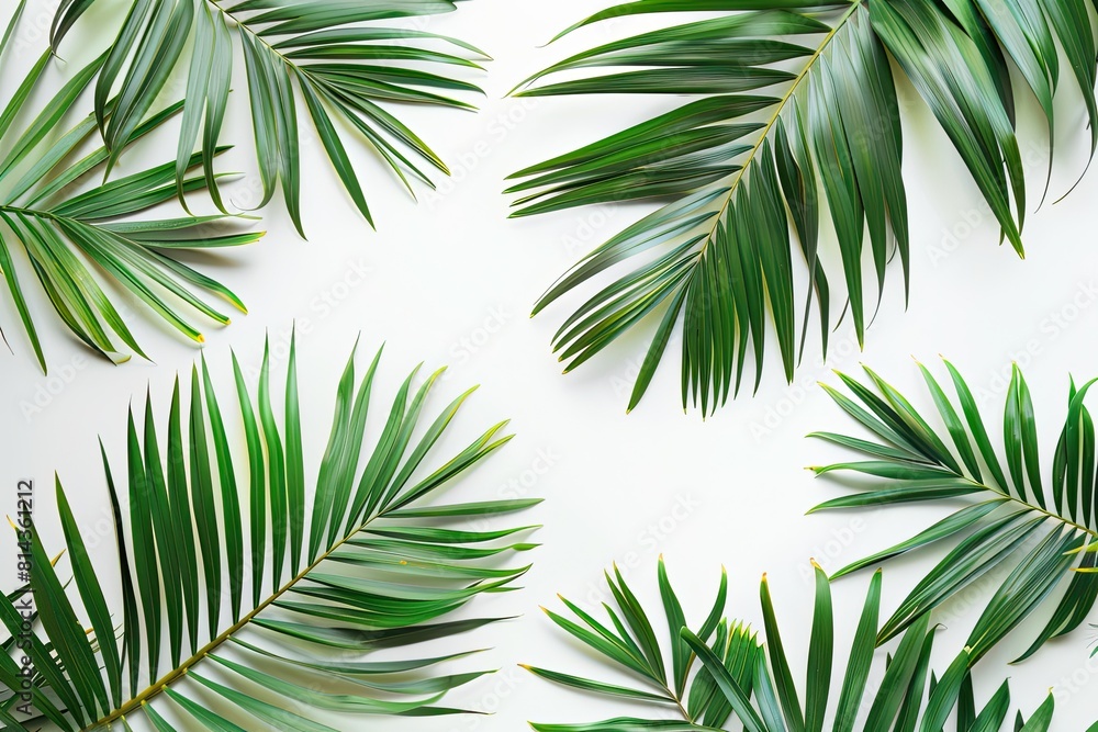 Fototapeta premium green palm leaf branches on white background. flat lay top view