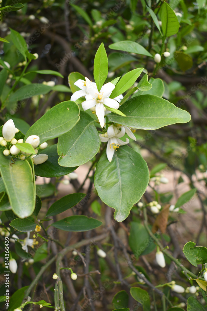 Obraz premium Blossoming orange tree, Valencia orange and orange blossoms, Spring harvest, closeup of Orange tree branches with flowers, buds and leaves, Chakwal, Punjab, Pakistan