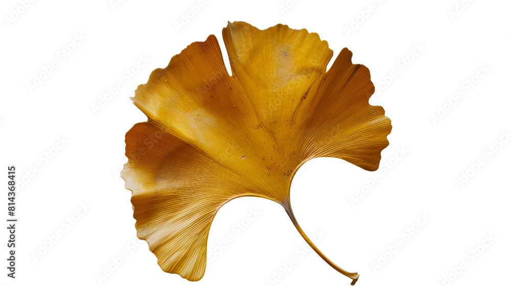 A single ginkgo leaf with its distinctive fan-shaped form and golden yellow hue, symbolizing longevity and resilience, Isolated on white background. A single ginkgo leaf with its distinctive fan-shaped form and golden yellow hue, symbolizing longevity and resilience, Isolated on white background.