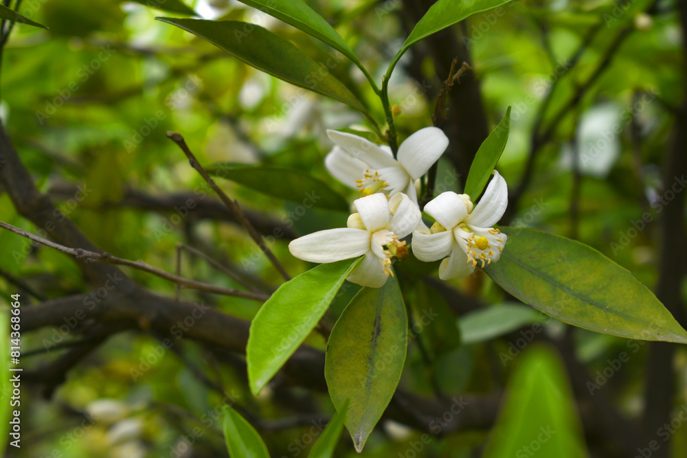Fototapeta premium Blossoming orange tree, Valencia orange and orange blossoms, Spring harvest, closeup of Orange tree branches with flowers, buds and leaves, Chakwal, Punjab, Pakistan