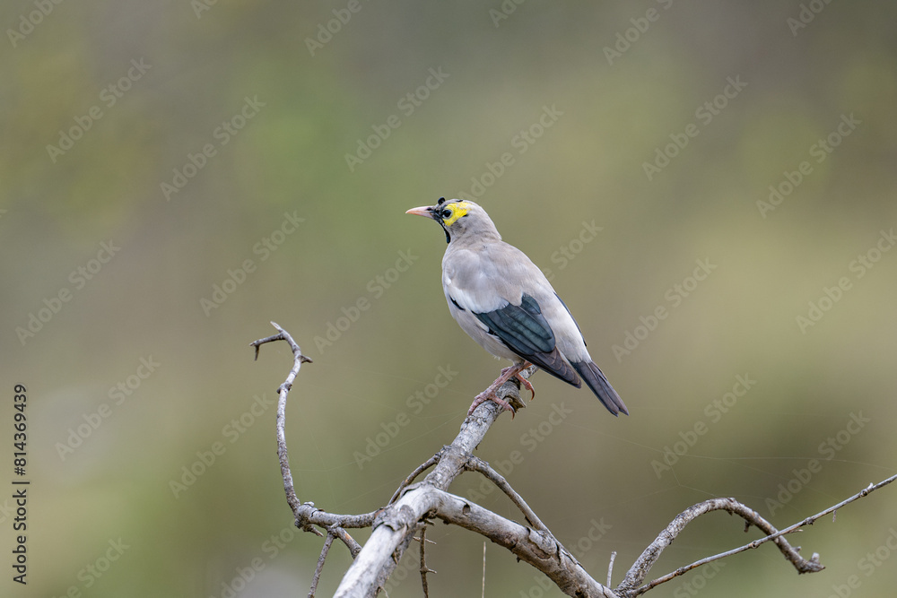 Fototapeta premium Wattled Starling