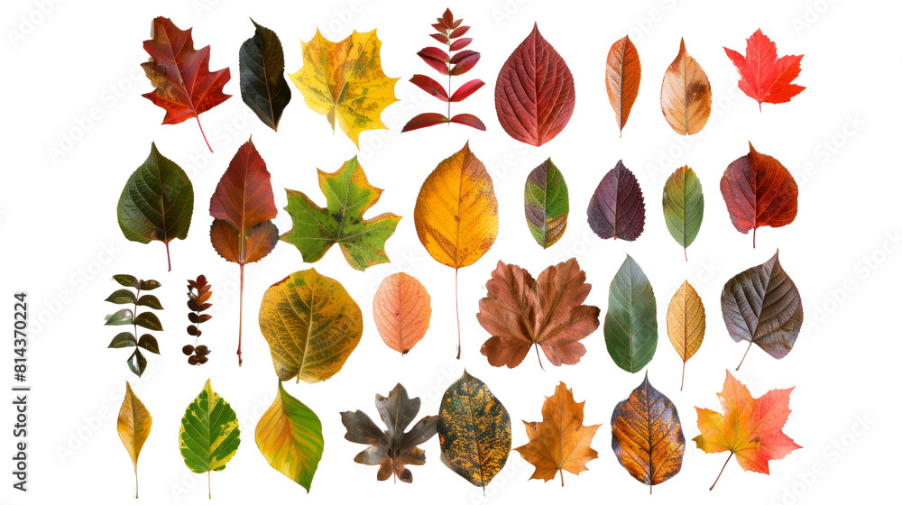Obraz premium The leaves of a tropical plant are decorated with bold patterns and vibrant colors, showcasing the diversity of plant life, Isolated on white background.