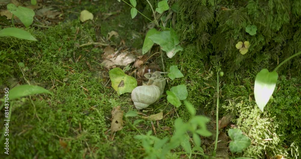 Pair of forest snails mating on sunny mossy floor. Pair of forest snails mating on sunny mossy floor.