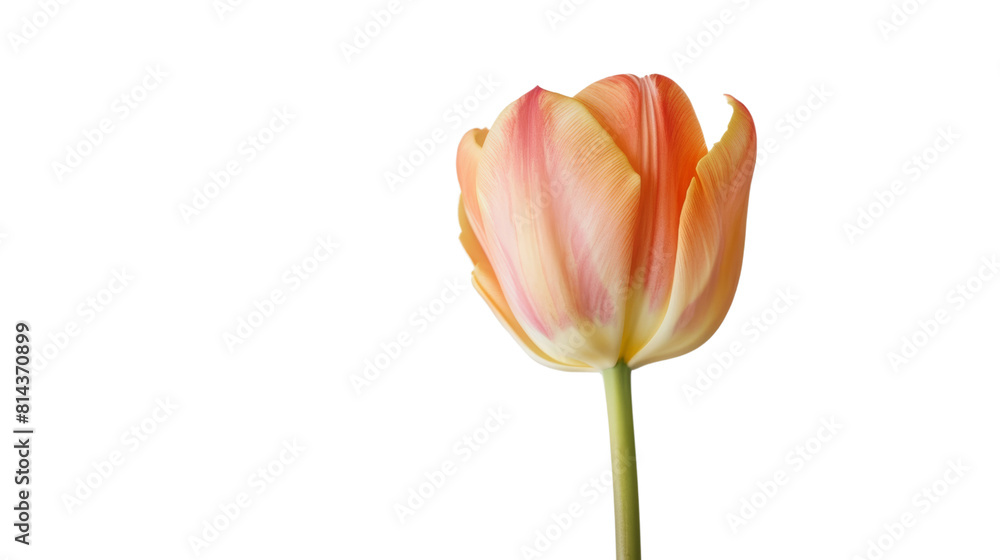 a single, fully bloomed tulip in pastel colors, Isolated on a white background