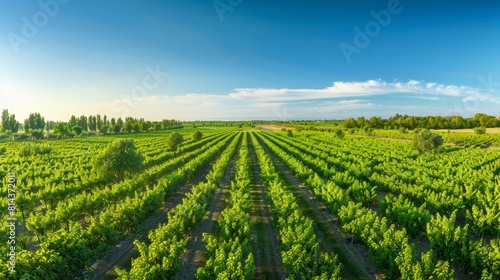 A panoramic view of a large organic orchard  diverse types of fruit trees blooming  a clear blue sky  farmers inspecting the plants. Emphasis on biodiversity and sustainable practices. Created Using 