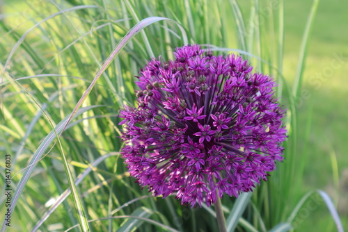 flower onion purple grass green decorative close-up
