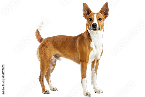 Basenji Dog Isolated