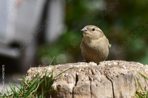 female of bird sparrowPasser domesticus looking for food