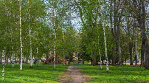 Path in a spring town park in a birch grove.