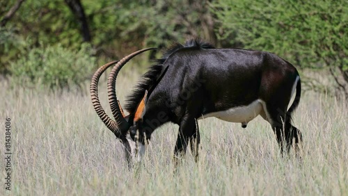 A magnificent sable antelope (Hippotragus niger) bull in natural habitat, Mokala National Park, South Africa