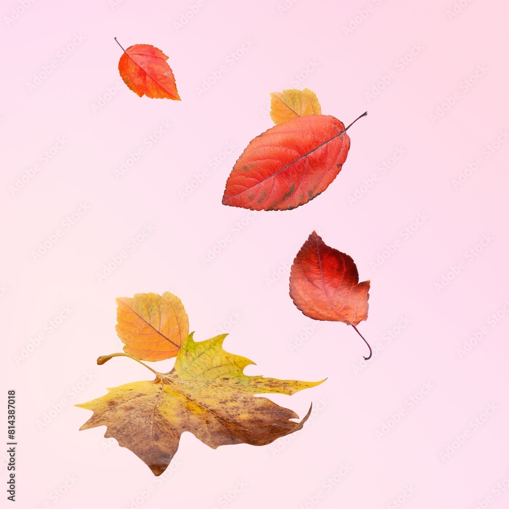 Different bright color autumn leaves falling Different bright color autumn leaves falling