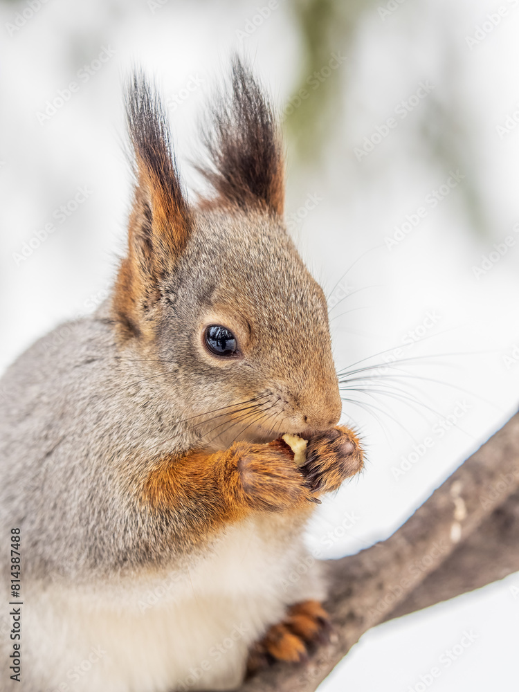 The squirrel with nut sits on tree in the winter or late autumn The squirrel with nut sits on tree in the winter or late autumn