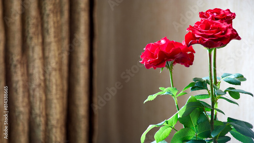 Greeting card with red tea roses with place for text.