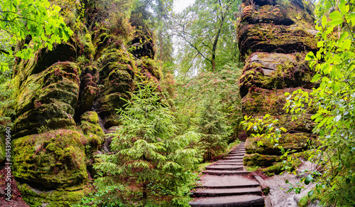 Magical enchanted fairytale forest with fern  moss  lichen  gorge and sandstone rocks at the hiking trail Malerweg  Sweden Holes in the national park Saxon Switzerland  Saxony  Germany