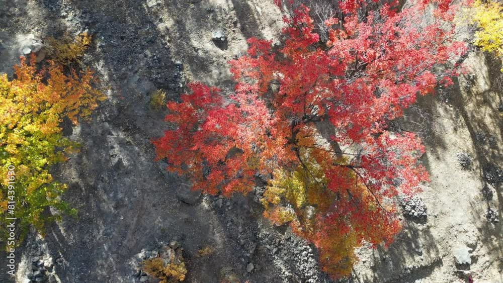Autumn trees drone flight in skardu citiy pakistan