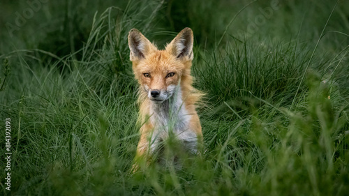 Red Fox looking on in the grass