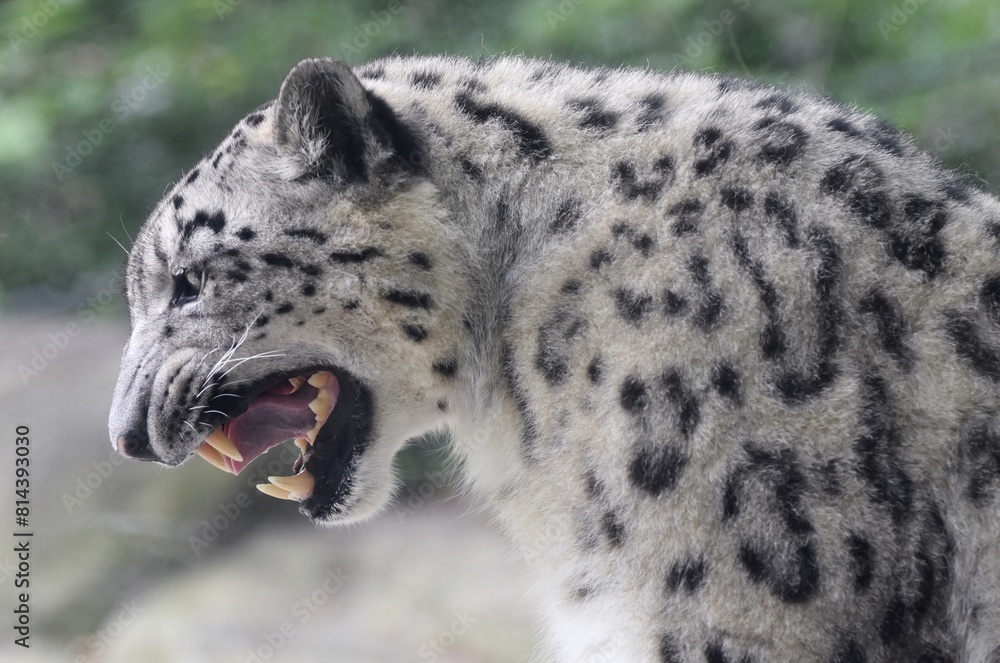 The Snow Leopard (Panthera uncia), a cat native to the mountains of Asia The Snow Leopard (Panthera uncia), a cat native to the mountains of Asia
