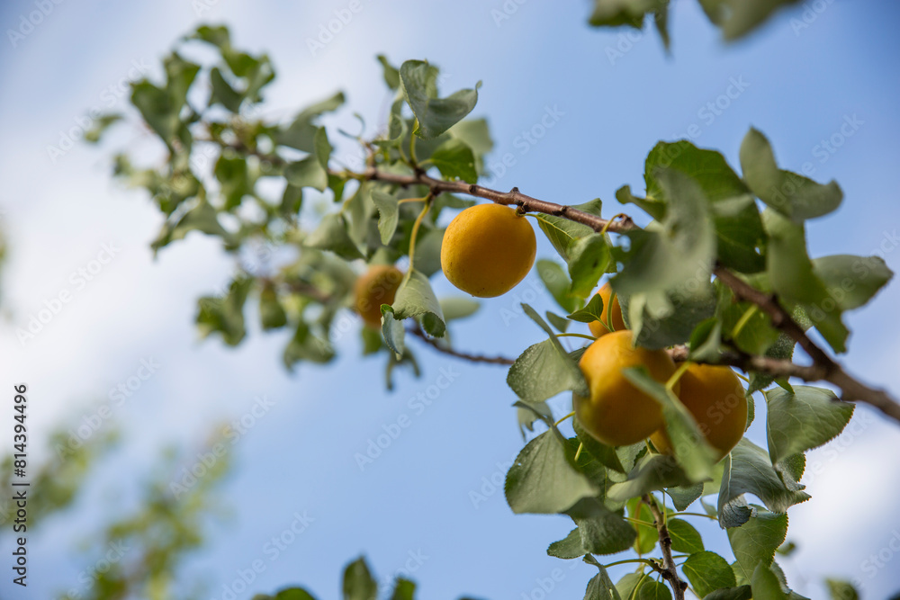 Apricot tree, Australian farming and agriculture Apricot tree, Australian farming and agriculture